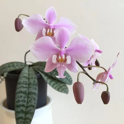 Орхидея шиллериана фото фотографии
