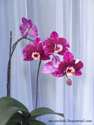 Орхидея шоколадка фото фотографии