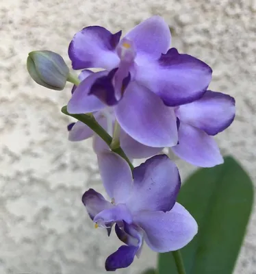 Орхидея шуберт фото