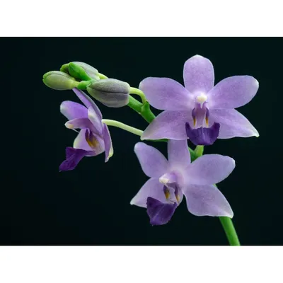 Орхидея Phal. Kenneth Schubert blue - купить, доставка Украина