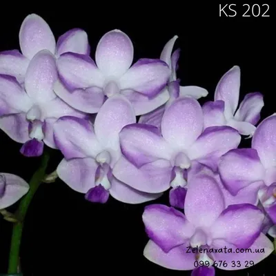 Орхидеи и комнатные растения on Instagram: \"💥 225 грн 💥 Орхидея  Фаленопсис Шуберт Phal. Kenneth Schubert размер 1.7 , размер цветка 4 см 💕  цветок голубого цвета , цветение гроздьями ( голубой
