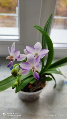 Орхидея Phal. Kenneth Schubert 1,7 - купить, доставка Украина
