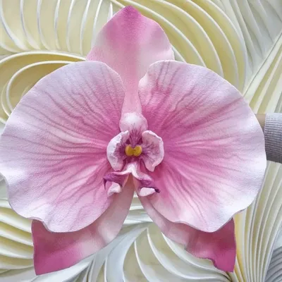PHALAENOPSIS KENNETH SCHUBERT | Орхидеи