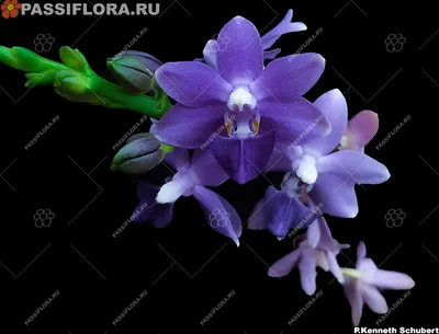 Phal. Kenneth Schubert 78 2,5 Mericlone | Passiflora.ru - Сервис  коллективных заказов