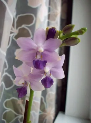 орхидея Kenneth Schubert Mericlone - YouTube