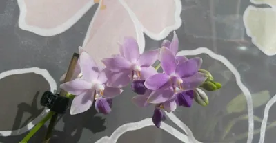 Продам комнатное растение в Москве, Орхидея Dtps Kenneth Schubert Blue, В  данный момент — Доска объявлений УниДоски