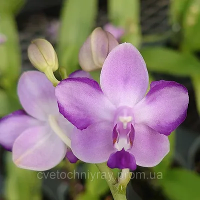 Орхидея Phal. Kenneth Schubert x Violacea - купить, доставка Украина