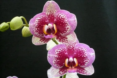 Doritaenopsis Kenneth Shubert | EXOTIC PLANT Редкие коллекционные растения