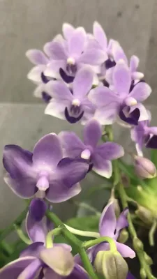 Орхидеи купить в Одессе: цена, отзывы