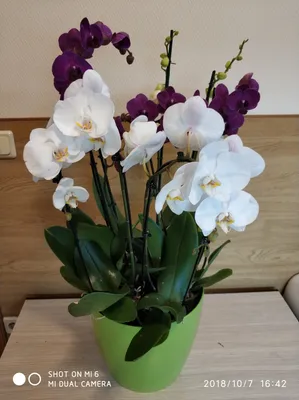 Doritaenopsis Kenneth Schubert x Doritaenopsis Purple Martin - форум  магазина коллекционных орхидей orchids.ua