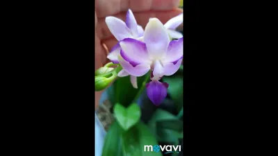 Phal. Kenneth Schubert 78 2,5 Mericlone | Passiflora.ru - Сервис  коллективных заказов