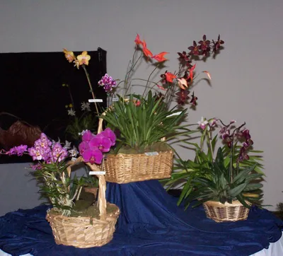 07/15/2015 - Phal. Kenneth Schubert. SHN. | Beautiful orchids, Orchids,  Orchidaceae