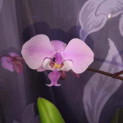 Cvetochek🌸 on Instagram: \"Orchid phalaenopsis Kenneth Schubert Орхидея  фаленопсис Шуберт #orchid_world #irchid #orchids_favourite #orchids  #orchidee #orchidlover #orchidflower #blueorchid #phalaenopsis  #kennethschubert #schubert #myorchids #myotchid ...