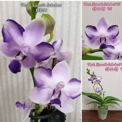 Phalaenopsis Kenneth Schubert Blue Angel - Орхидеи, орхидеи уход  субстратов, Oрхидариумы