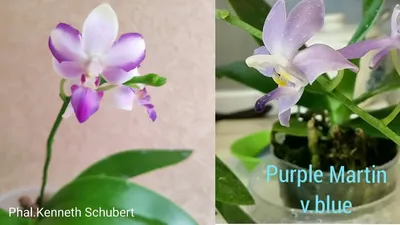 Уход за орхидеей Phalaenopsis (Doritis) pulcherrima