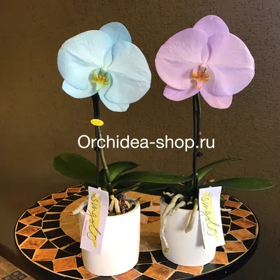 Орхидеи категория с фото