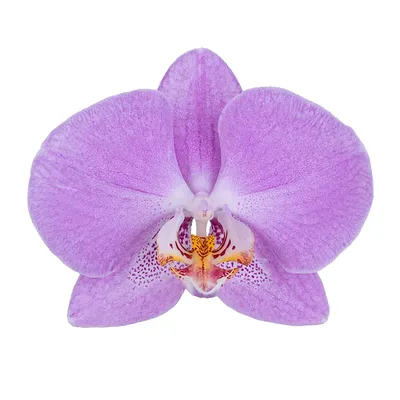 Орхидея Фаленопсис сиреневая (00447) купить поштучно с доставкой в  Архангельске