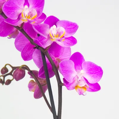 Орхидея Фаленопсис Мультифлора сиреневая