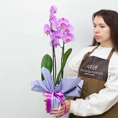 Орхидея в горшке \"Орхидея Фаленопсис сиреневая с бородовыми вкраплениями  2ст\" – купить недорого с доставкой по Москве