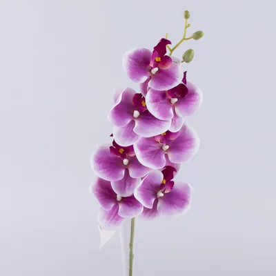 Орхидея фаленопсис двуствольная бело-фиолетовая | доставка по Москве и  области