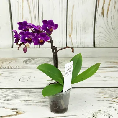 Фотообои Сиреневая орхидея над водой купить в Москве, Арт. 10-215 в  интернет-магазине, цены в Мастерфресок