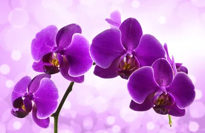 Купить Светло-сиреневая орхидея в горшке с доставкой по Краснодару
