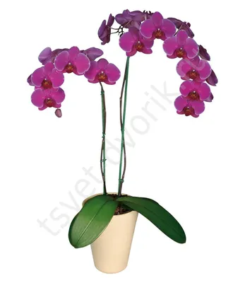 Орхидея фаленопсис двуствольная фиолетовая | доставка по Москве и области