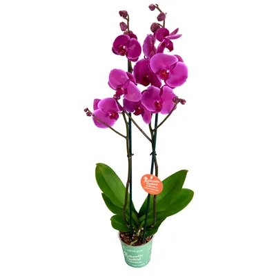 Сиреневая орхидея из латекса. Купить искусственные цветы. Латексная орхидея  Киев