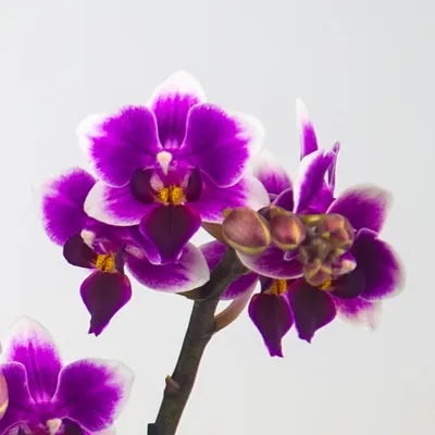 Орхидея фаленопсис двуствольная сиреневая | доставка по Москве и области