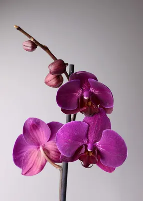 Купить фиолетовую орхидею фаленопсис в интернет-магазине с доставкой.