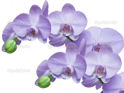 Купить Фиолетовую орхидею в горшке с доставкой в Омске - магазин цветов  Трава