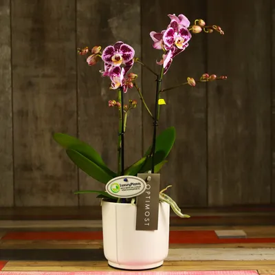 Орхидея Фаленопсис фиолетовая купить в Минске - LIONflowers