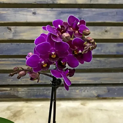 Комнатное растение Орхидея Фаленопсис фиолетовый большой размер купить в  Екатеринбурге