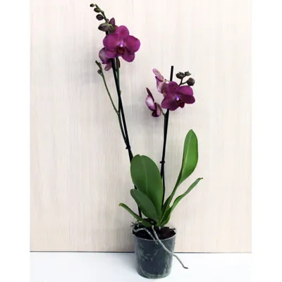 Орхидея в горшке \"Орхидея Фаленопсис белая с сиреневыми полосками 2ст\" –  купить недорого с доставкой по Москве