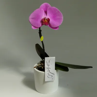 Орхидея Фаленопсис \"Bellisimo\" фиолетовая