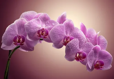 Орхидея Фаленопсис мини Темно-Фиолетовая 9/25 купить в Москве