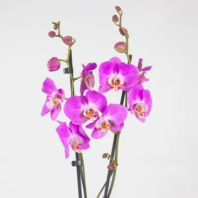 Орхидея в горшке \"Орхидея Фаленопсис сиреневая в полоску 2ст\" – купить  недорого с доставкой по Москве
