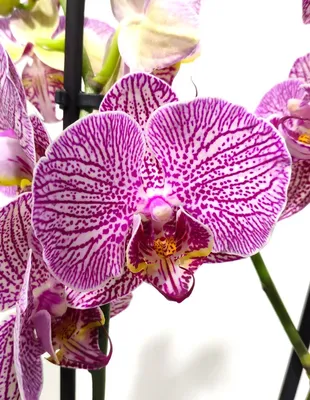 Орхидеи искусственные - купить в интернет-магазине Гарден Гров