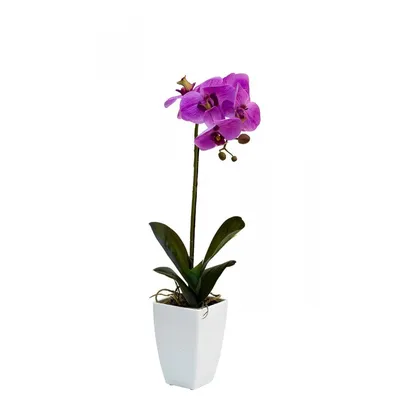Орхидея Фаленопсис Мини Темно-Фиолетовая D9 купить в Москве