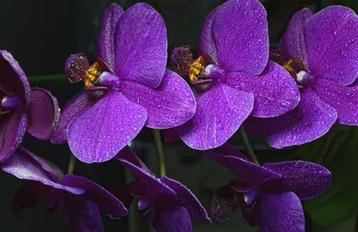 Купить орхидею фаленопсис 55 см в Киеве. Фиолетовая орхидея.