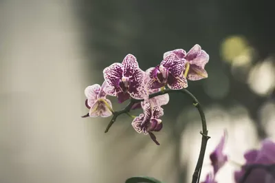 Комнатное растение Орхидея Фиолетовая купить в Гомеле по приятной цене с  доставкой