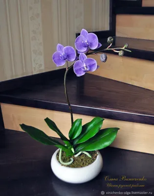 Орхидеи : Орхидея фаленопсис Синголо Сиреневая