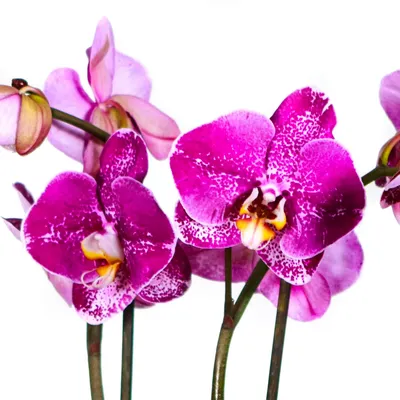 Фотообои Сиреневая орхидея купить в интернет-магазине | Art-oboi