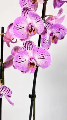 Желто-сиреневая орхидея фаленопсис Super Girl. Купить в Киеве орхидеи с  доставкой. Флора Лайф