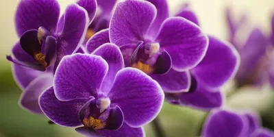 Орхидея Фаленопсис Джуди купить по низкой цене