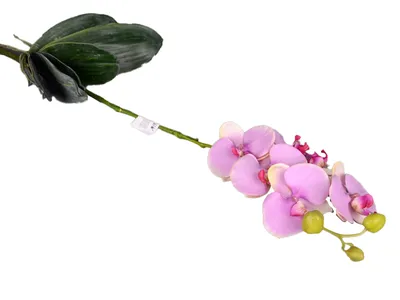https://vesna-city.ru/magazin/product/orhideya-falenopsis-polosataya-sirenevaya-phalaenopsis