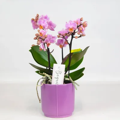 Орхидея сиреневая в горшке, 52 см 29BJ-JF207 — купить в интернет-магазине  ROSESTAR в Москве, цена 2260 руб