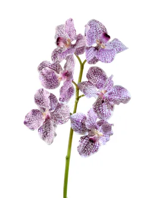 Фиолетовая орхидея: описание, сорта и особенности ухода | Цветница | Дзен
