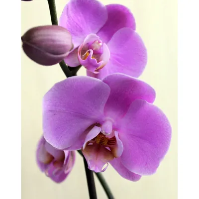 Купить «Сортовая орхидея нежно сиреневая» с доставкой в Чите - «Flowers  World»