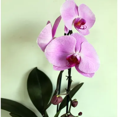 Орхидея Phalaenopsis (сиреневая) купить в Воронеже: доступные цены,  доставка курьером и самовывоз. ➦ ЦветыОптОрг